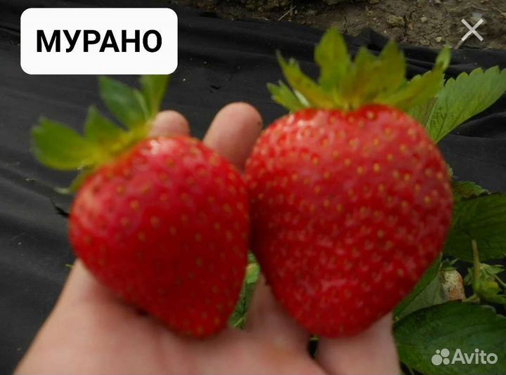 Клубника Ремонтантная Рассада Саженцы