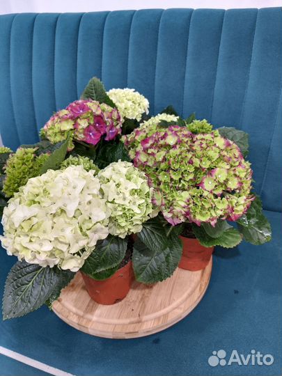 Гортензия комнатная цветы к 8 марта