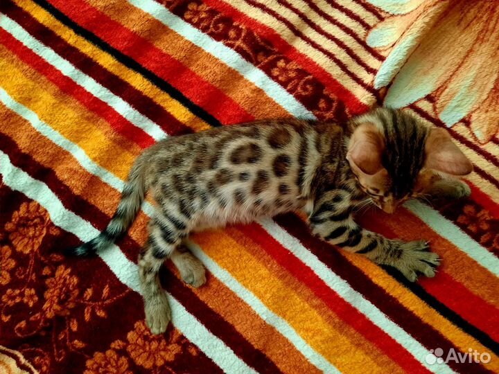 Бенгальский котенок девочка