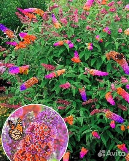 Флауэр Пауэр. Будлея