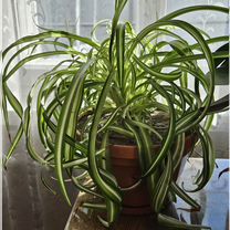 Хлорофитум кудрявый