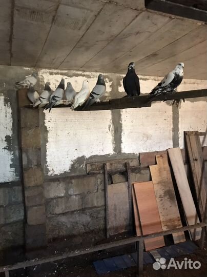 Голуби узбеки 12 штук