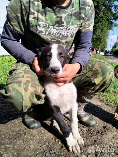 Щенки