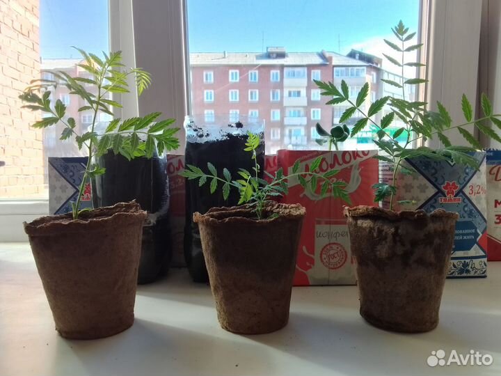 Чекалкин орех