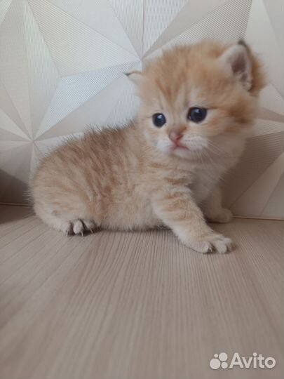 Золотые пушистики