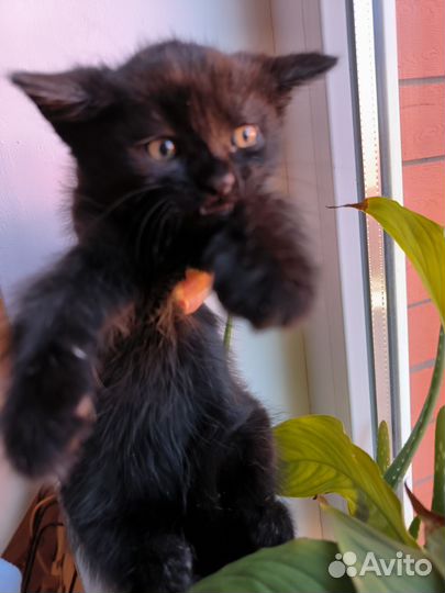 Котёнок, котята