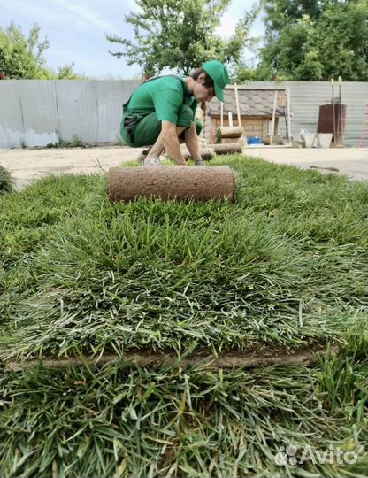 Газон Рулонный (Городской \Элит \Спортивный)