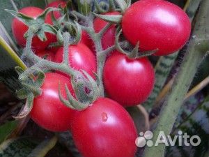 Семена томатов сорт Новичок-розовый в наличии 2кг