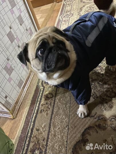 Одежда для собак