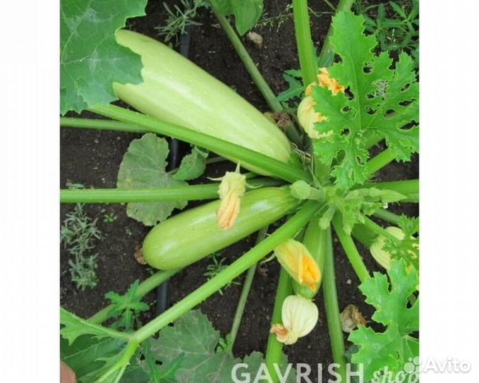 Семена Кабачка 