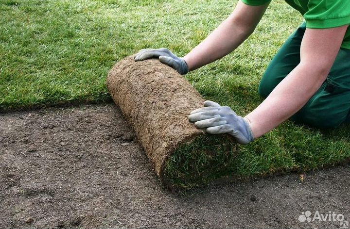 Укладка газона