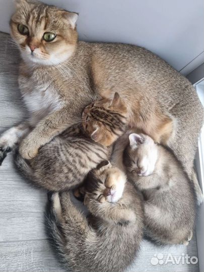 Шотландский котёнок