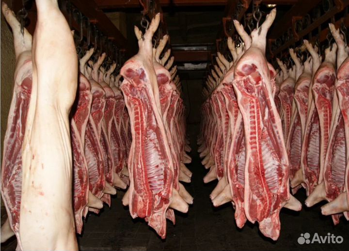 Мясо свинина оптом