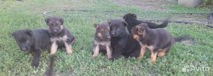 Щенки немецкой овчарки