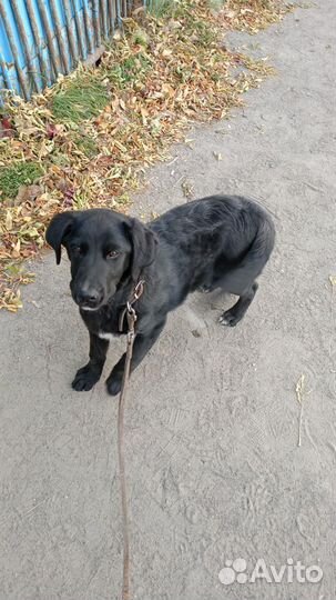 Собака лабладор