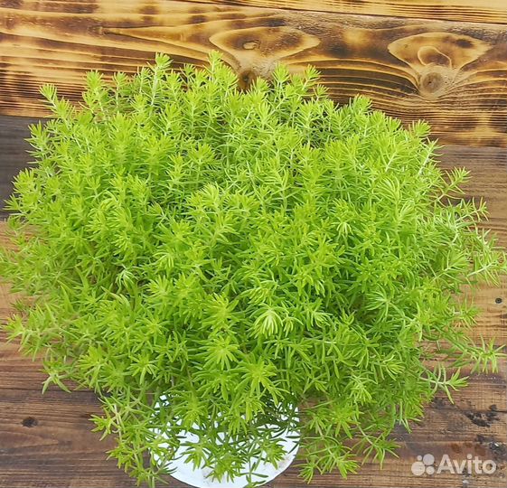 Вегетативные ампельные растения