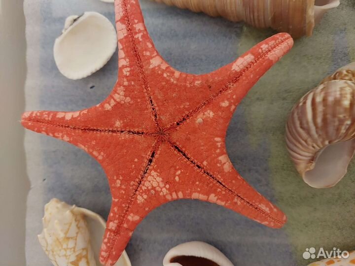 Морские ракушки раковины