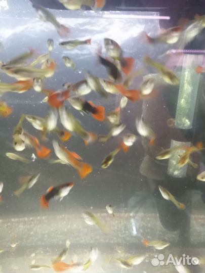 Аквариумные рыбки
