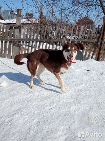 Метис хаски, стерилизованная, 2 года