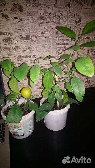 Лимонное дерево с плодами