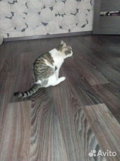 Кошечка в добрые руки