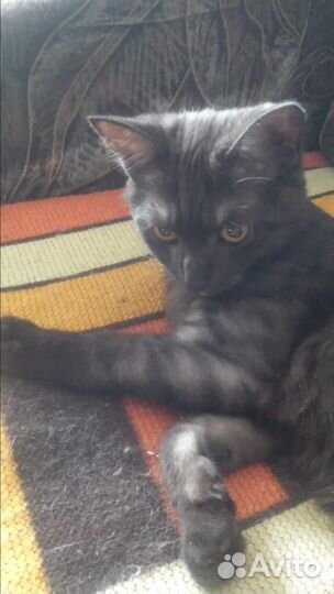 Молоденький котик