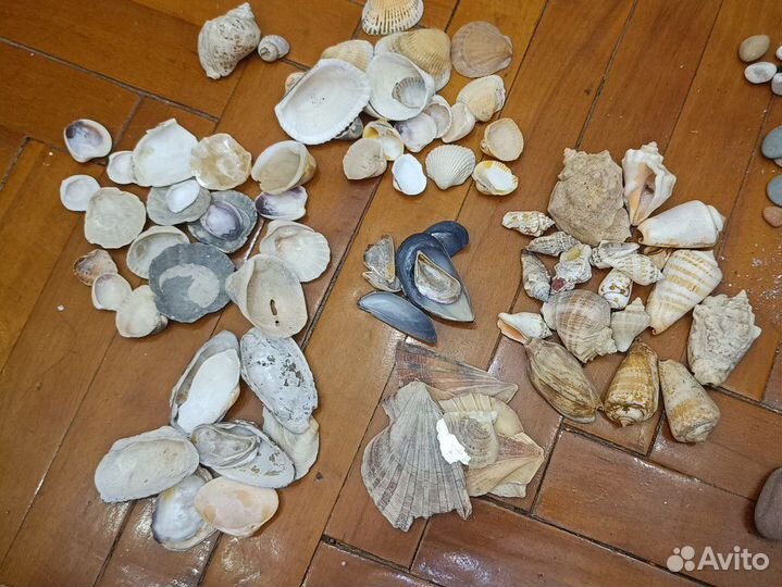 Морские ракушки пакетом