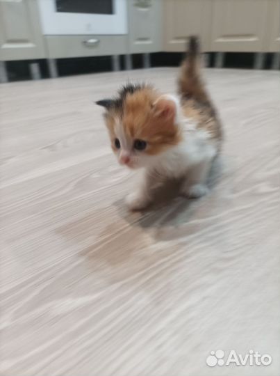 Кошки в добрые руки