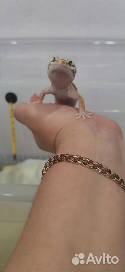 Продам эублефара