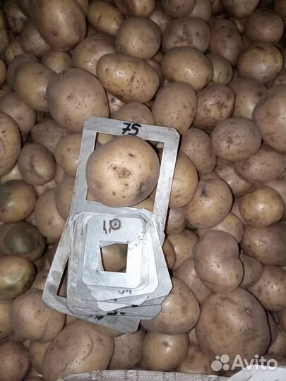 Продам картофель