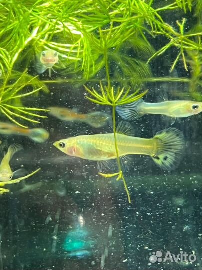 Аквариумные рыбки гуппи