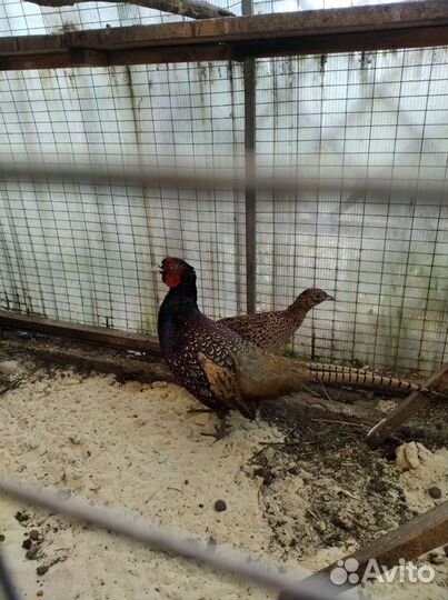 Фазан инкубационное яйцо