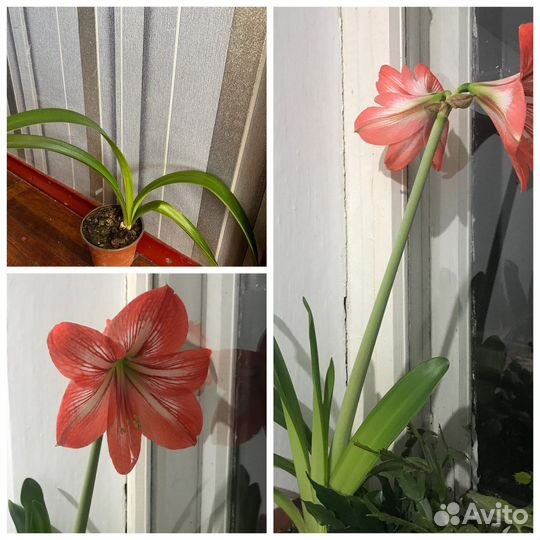 Комнатные цветы