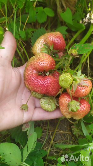 Чамора Туруси клубника саженцы