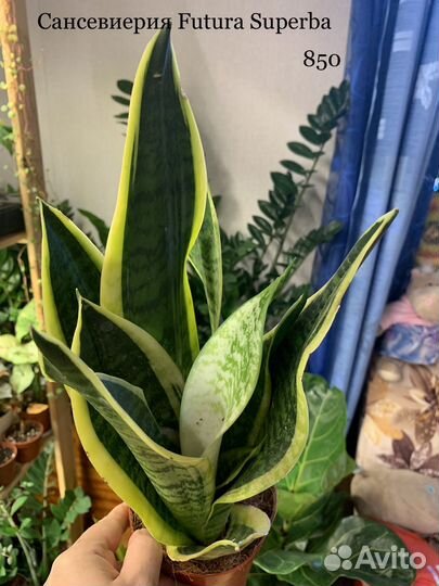 Сансивиерия, дисхидия, церопегия, красула