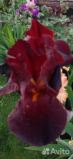 Ирисы бородатые сортовые