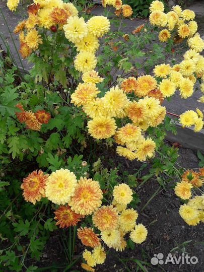 Хризантема кустовая