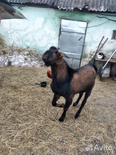Козел нубийский