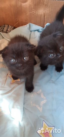 Отдам даром котят
