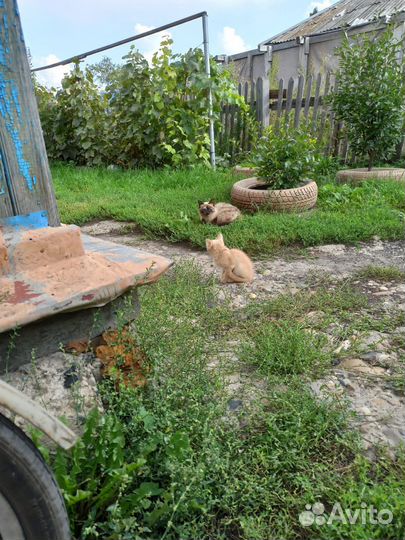 Два котёнка в добрые руки отдам бесплатно