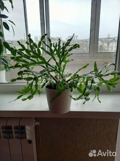 Китайская домашняя роза. Декабрист