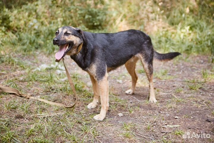 В добрые руки пёс Смельчак
