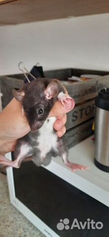 Крысята гладкошерстые дамбо