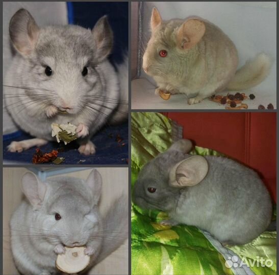 Продам Шиншилл