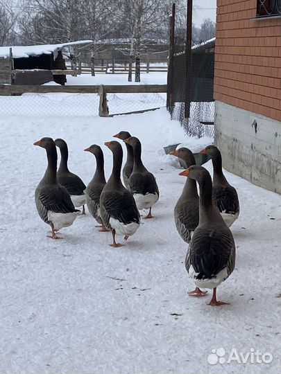 Гуси гибрид Африканского/Крупный серый