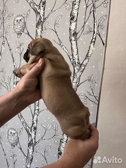 Французский бульдог