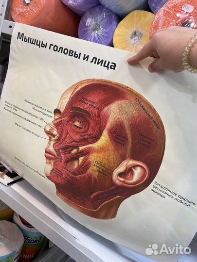 Плакаты анатомические