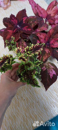 Колеус вегетативный