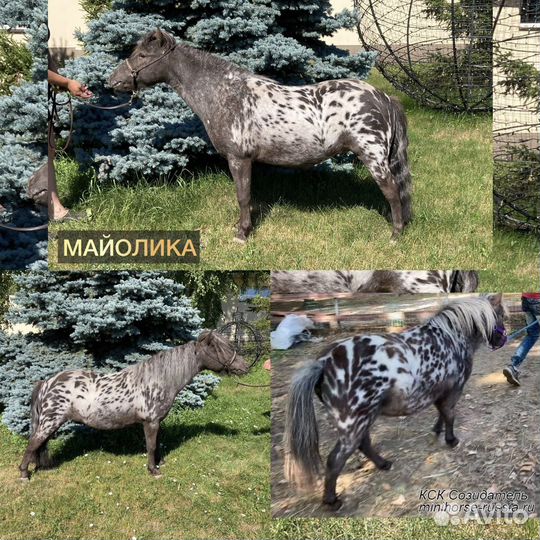 Американские миниатюрные лошади минипони аппалуза