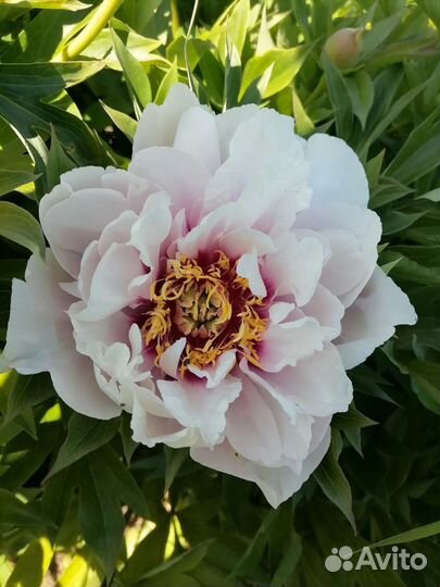 Пионы саженцы корни